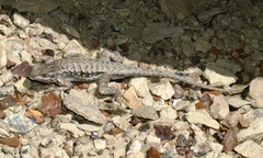Sceloporus tristichus