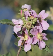 Rosa californica