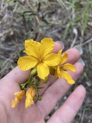 Senna roemeriana
