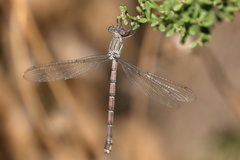 Archilestes californicus