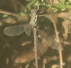 Archilestes californicus
