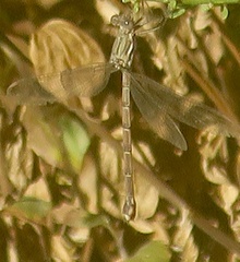 Archilestes californicus