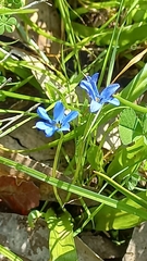 Tecophilaea violiflora