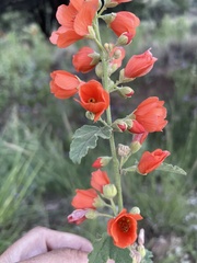 Sphaeralcea fendleri