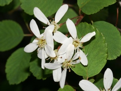 Amelanchier utahensis