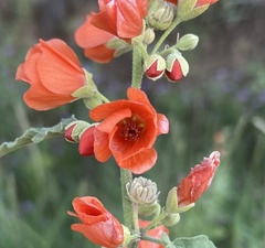 Sphaeralcea fendleri