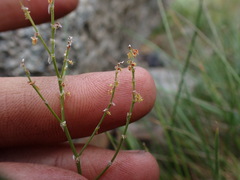 Rumex paucifolius