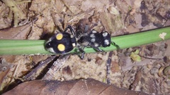 Hoplomutilla