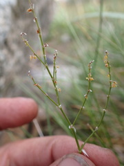 Rumex paucifolius