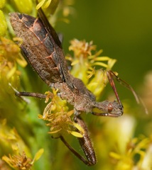Acholla multispinosa