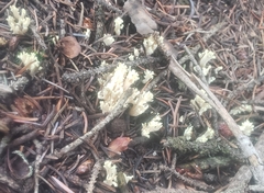 Ramaria rasilispora