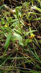 Epipactis helleborine