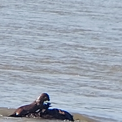 Lontra longicaudis
