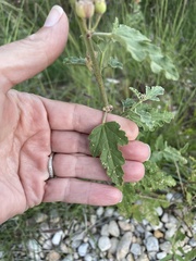 Sphaeralcea fendleri