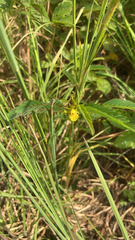 Chamaecrista nictitans