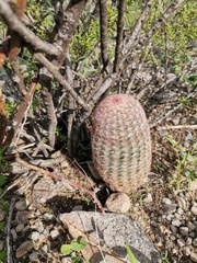 Echinocereus pectinatus pectinatus