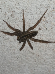 Hogna bivittata