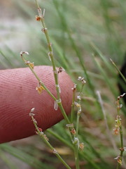 Rumex paucifolius