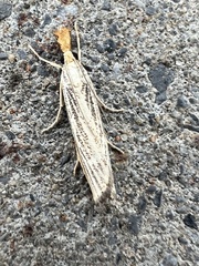 Agriphila vulgivagellus