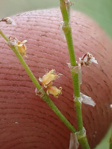 Image of Rumex paucifolius by (c) Martin Purdy, some rights reserved (CC BY)