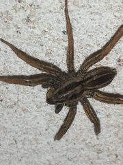 Hogna bivittata