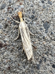 Agriphila vulgivagellus