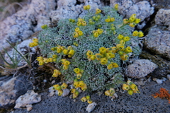 Draba oligosperma