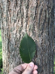 Ulmus americana
