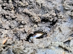 Coleoptera