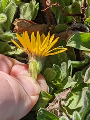 Heterotheca sessiliflora
