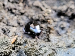 Coleoptera