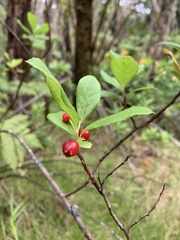 Vaccinium calycinum