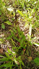 Epipactis helleborine