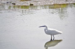 Egretta garzetta
