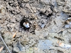 Coleoptera