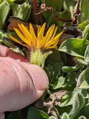 Heterotheca sessiliflora