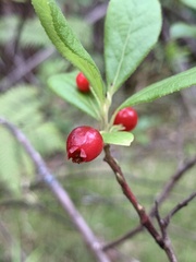 Vaccinium calycinum