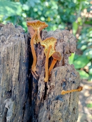 Heimiomyces tenuipes