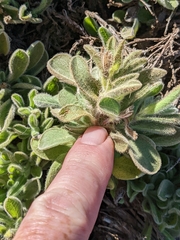 Heterotheca sessiliflora