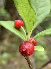 Vaccinium calycinum