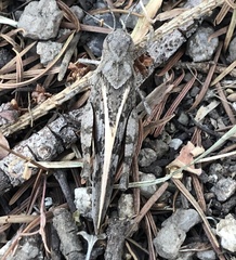 Cratypedes neglectus