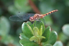 Sympetrum obtrusum