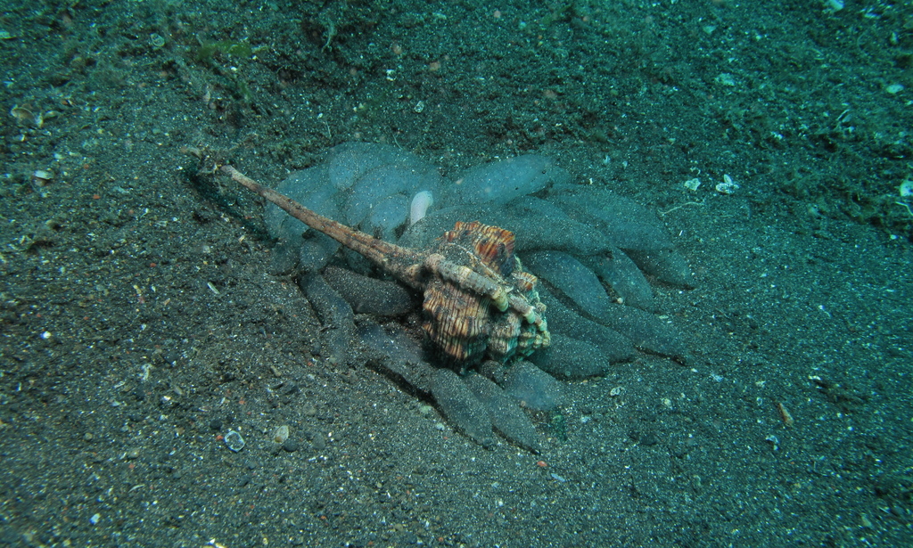 Haustellum