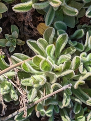 Heterotheca sessiliflora