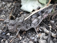 Cratypedes neglectus