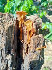 Heimiomyces tenuipes