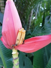 Trigona fulviventris