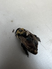 Xylocopa virginica virginica