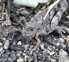 Cratypedes neglectus