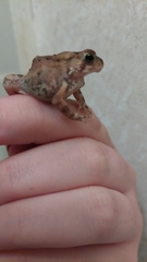 Anaxyrus americanus